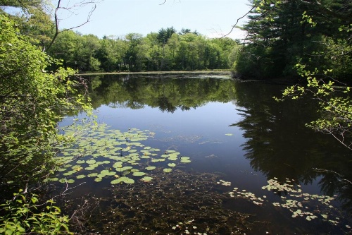 On Cranberry Pond Bed and Breakfast image 8